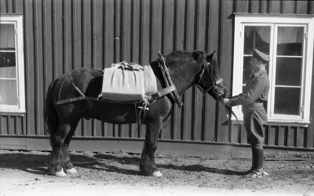 Et militært befal og en hest med kløv foran en husvegg. Sannsynligvis ved Hærens Hesteskole på Starum. Fire bilder, mai 1953.