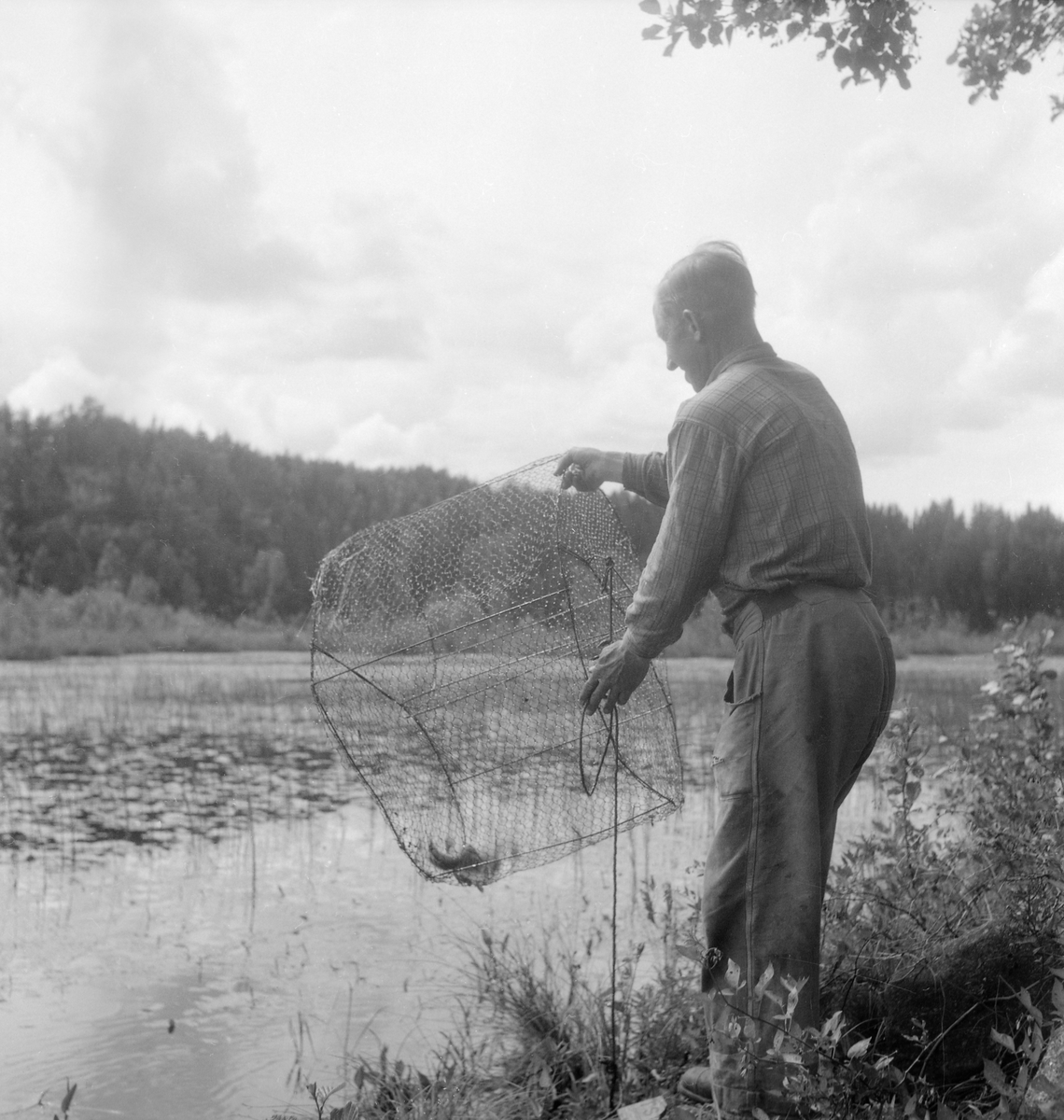 Albin Karlsson i Dämshult tar upp mjärde ur den lilla sjön Dammen intill gården. Enligt uppgift blev fångsten två rudor och en abborre.
