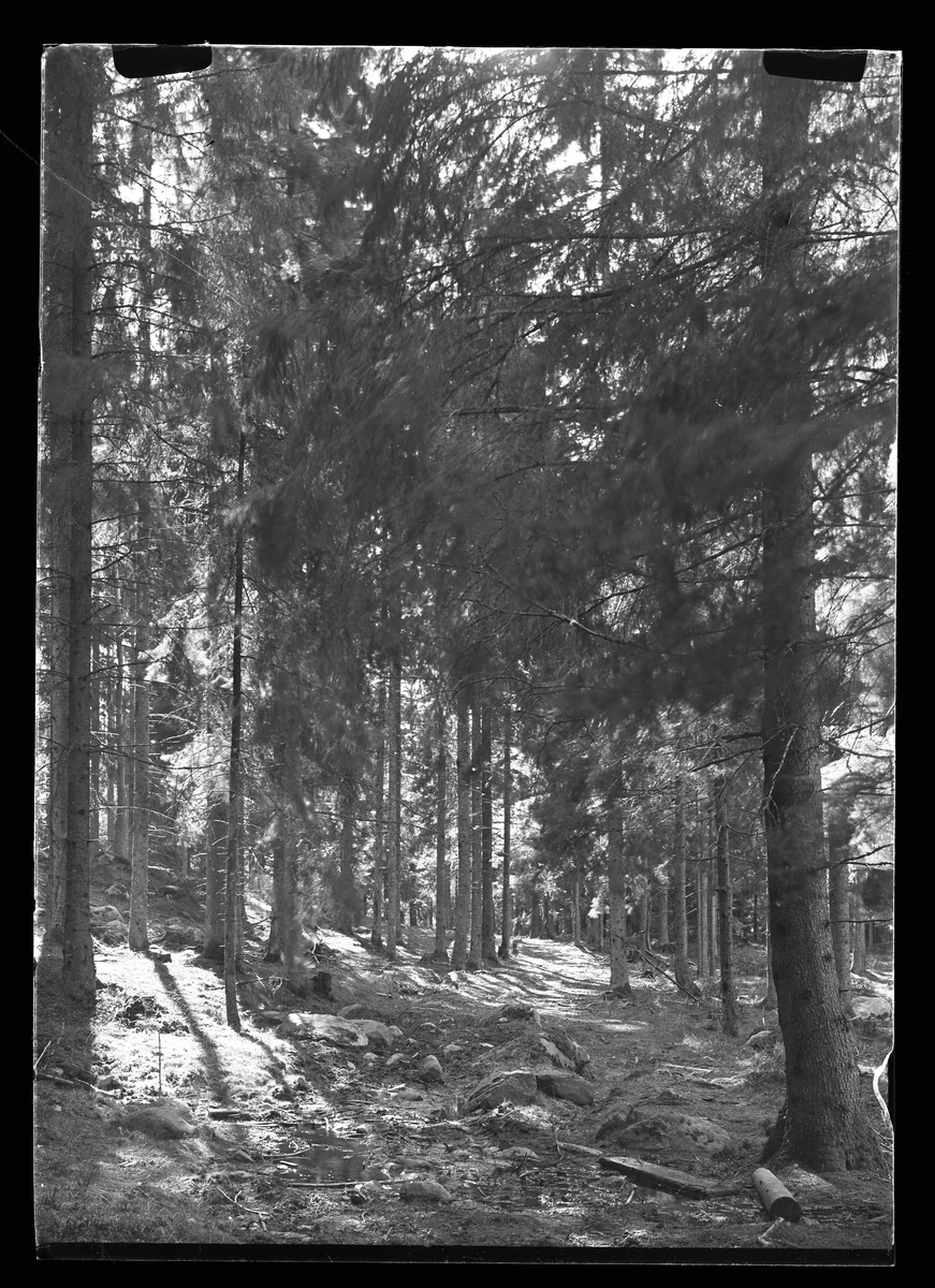 Träd fotograferad i en barrskog. I fotografens egna anteckningar står det "Motiv från Floda".