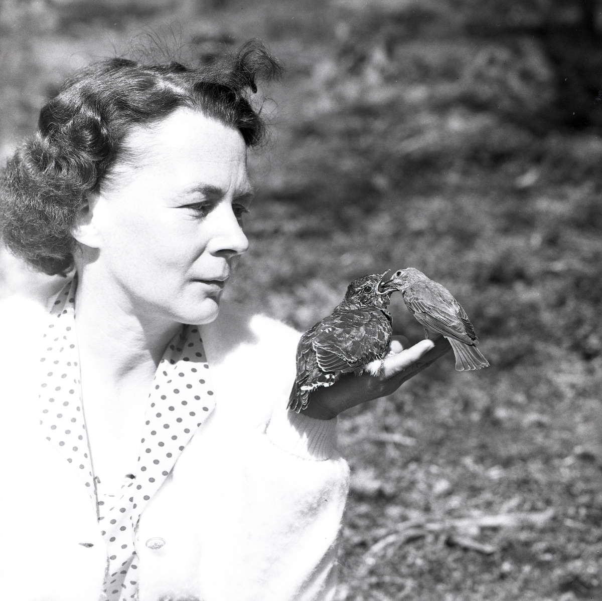 En gökunge blir matad av en fågelhona medan den sitter i handen på en kvinna, 13 juli 1961.