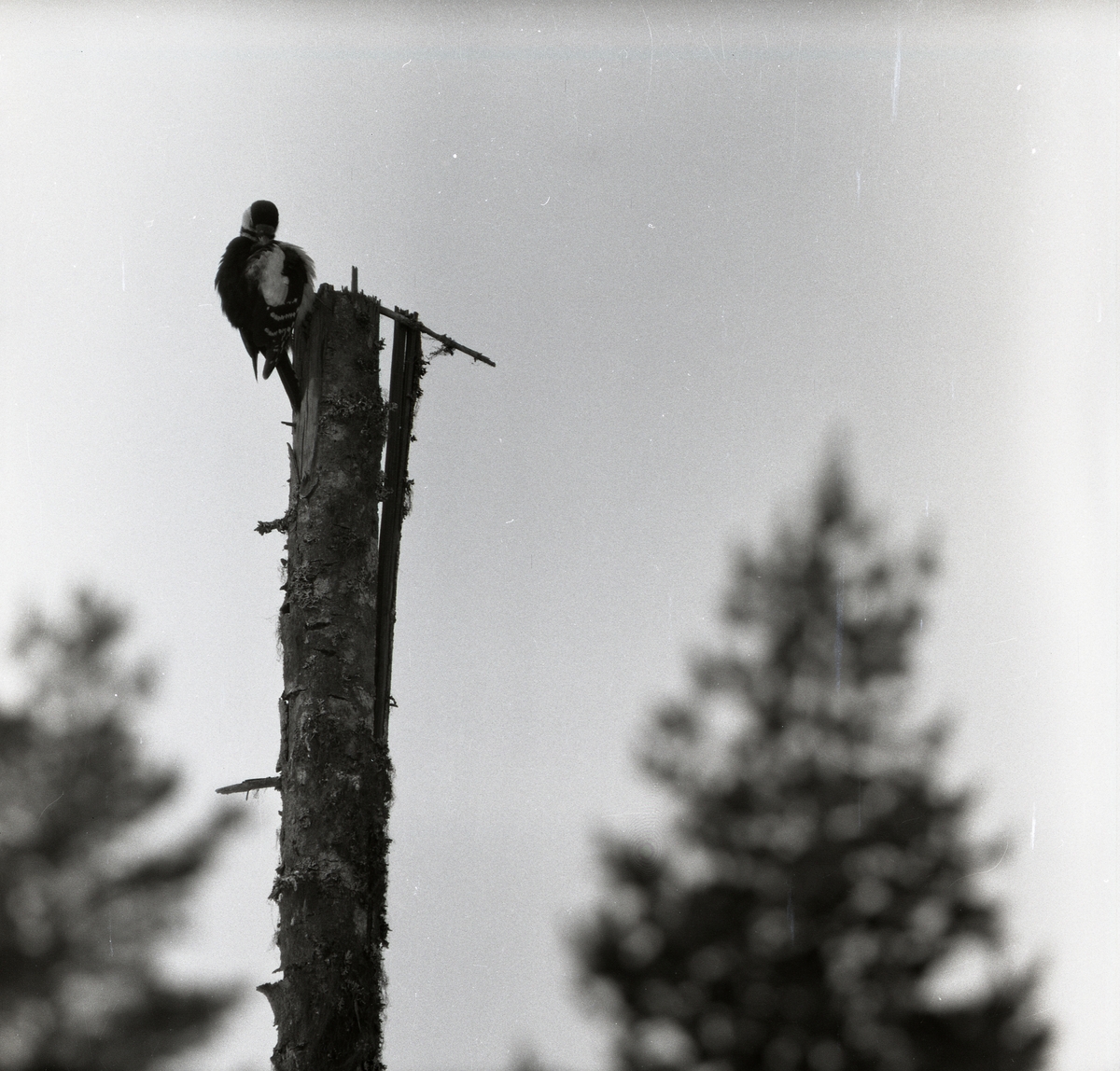 En större hackspett sitter i ett träd och putsar fjäderdräkten den 1 april 1956.