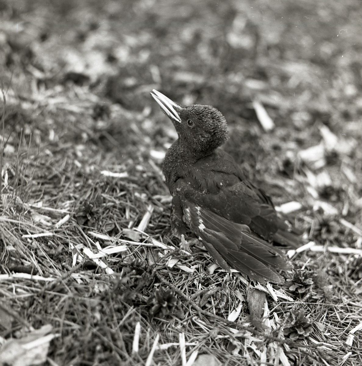 En spillkråkunge står på marken våren 1961.