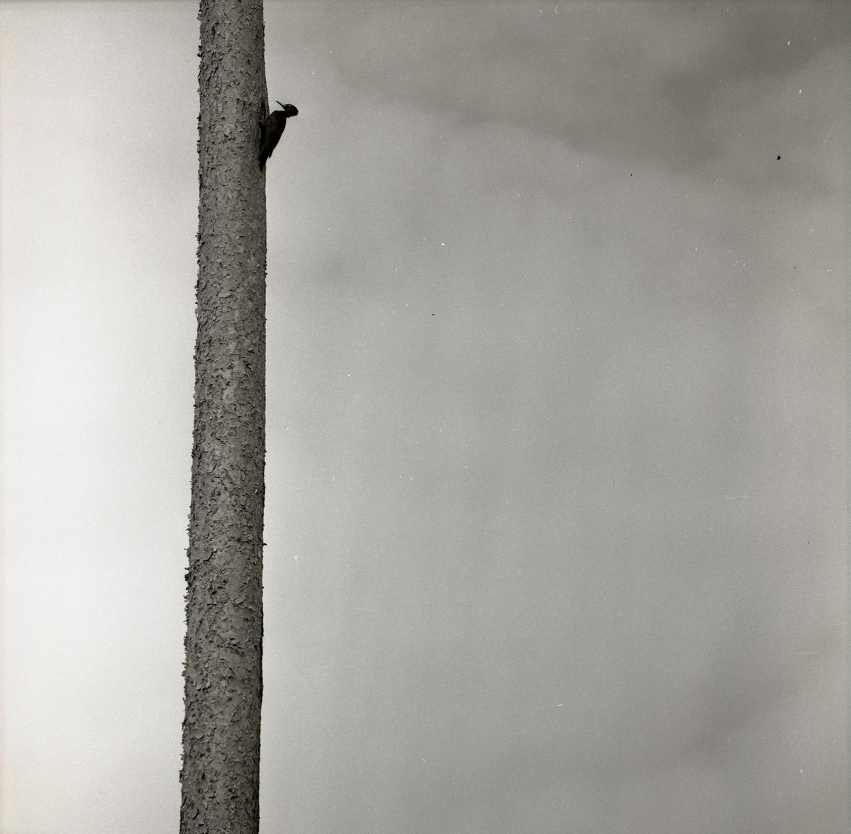 En spillkråkeunge sitter på en tall våren 1961.