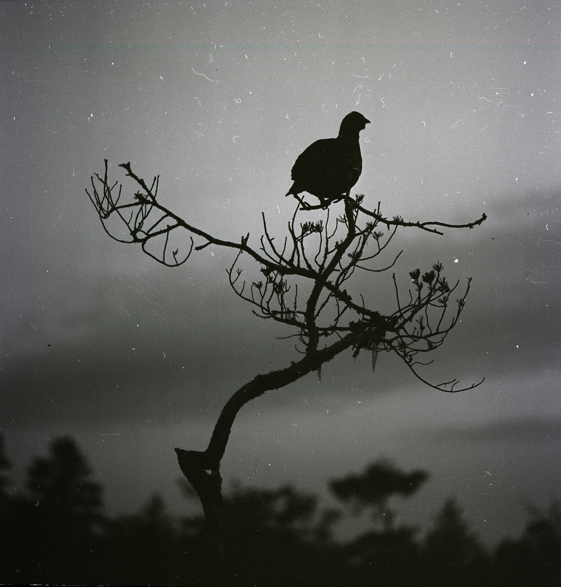 En tjädertupp sitter i toppen av ett träd och spelar den 30 april 1960.