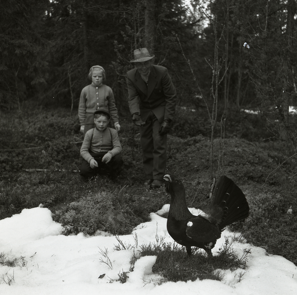 En man och två barn står i skogen och tittar på en tjäder 1954.