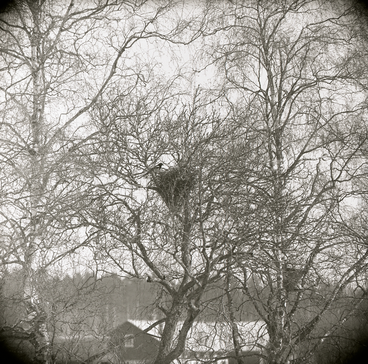 Skata vid ett gammalt kråkbo i äppelträd, byggnad i bakgrunden, 1969.