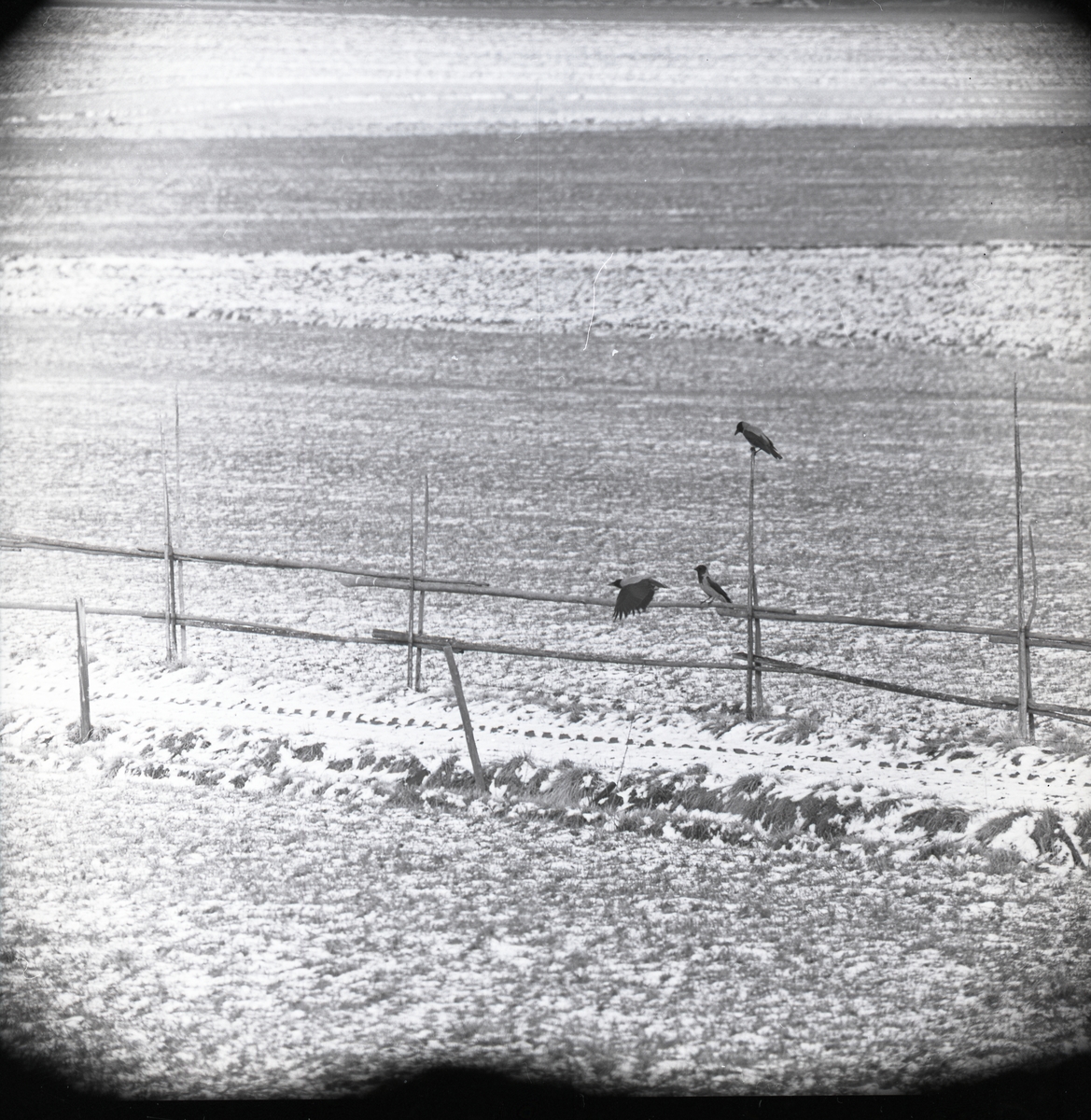 Några kråkor sitter på ett staket i april 1961.