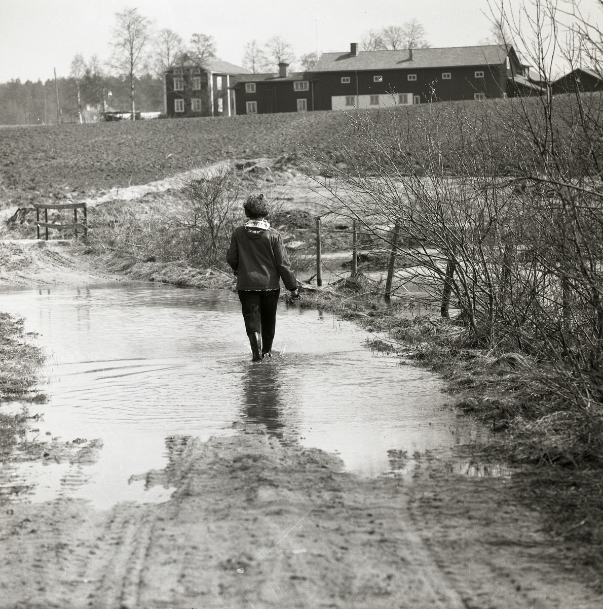 En person går genom vattnet på en översvämmad väg, 1968.