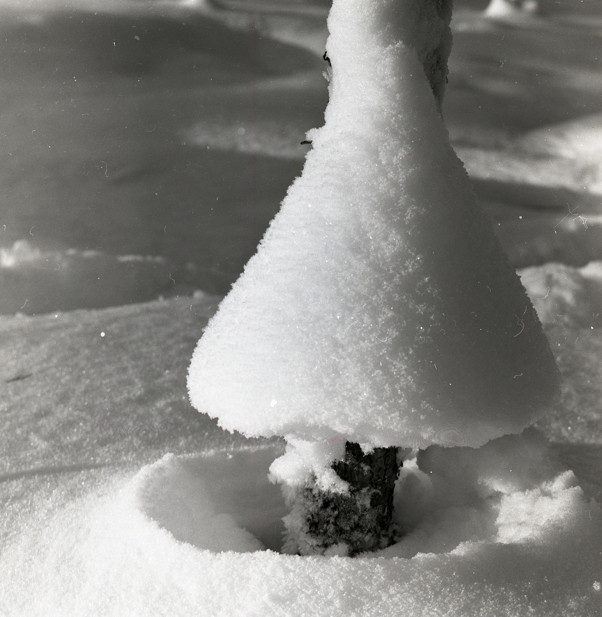 Snö som bildat "trattar" runt trädstammen, 14 december 1959.