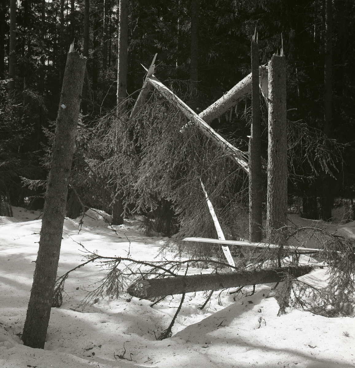 Avbrutna granar i Jonses skog vid Stenbron, 1962.