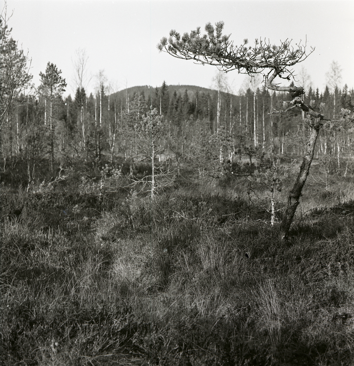 Tallar på en myr intill Höleån, oktober 1964.