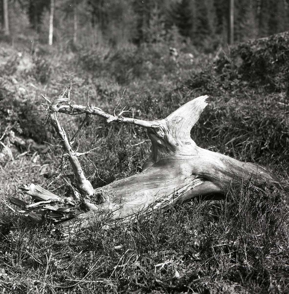 En stubbe formad som en hjort ligger på marken i en skog, 1965.