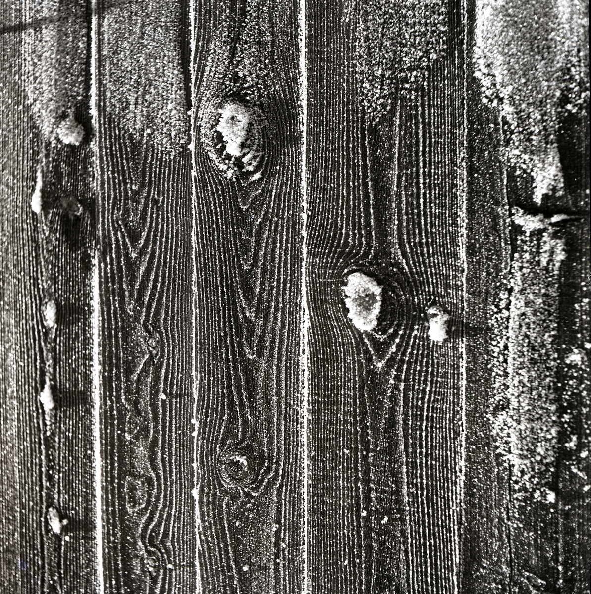 En vägg med kvistar under rimfrost, 3 januari 1953.