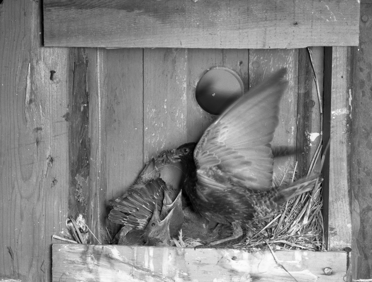 En fågel matar ungar som ligger i ett fågelbo, 1954.