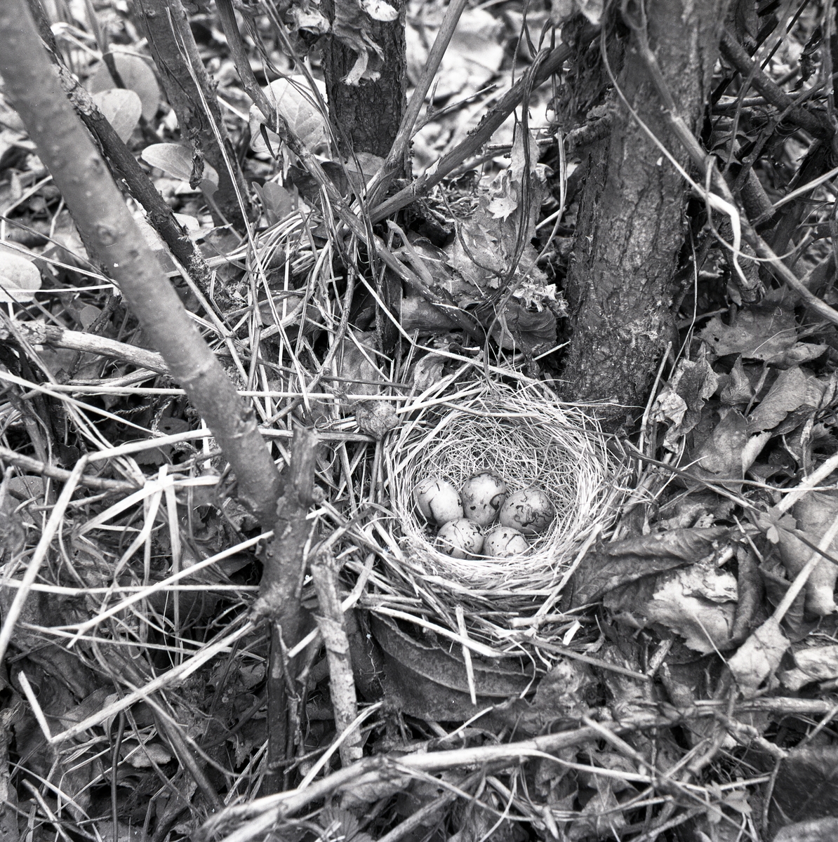 Ett fågelbo med sävsparvägg den 25 februari 1952.