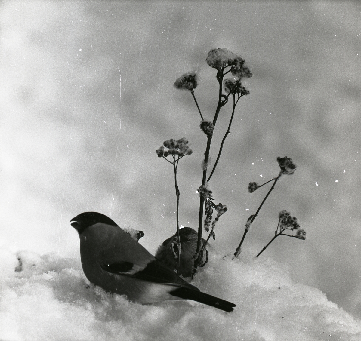 Två domherrar sitter i snön intill en växt den 29 februari 1960.