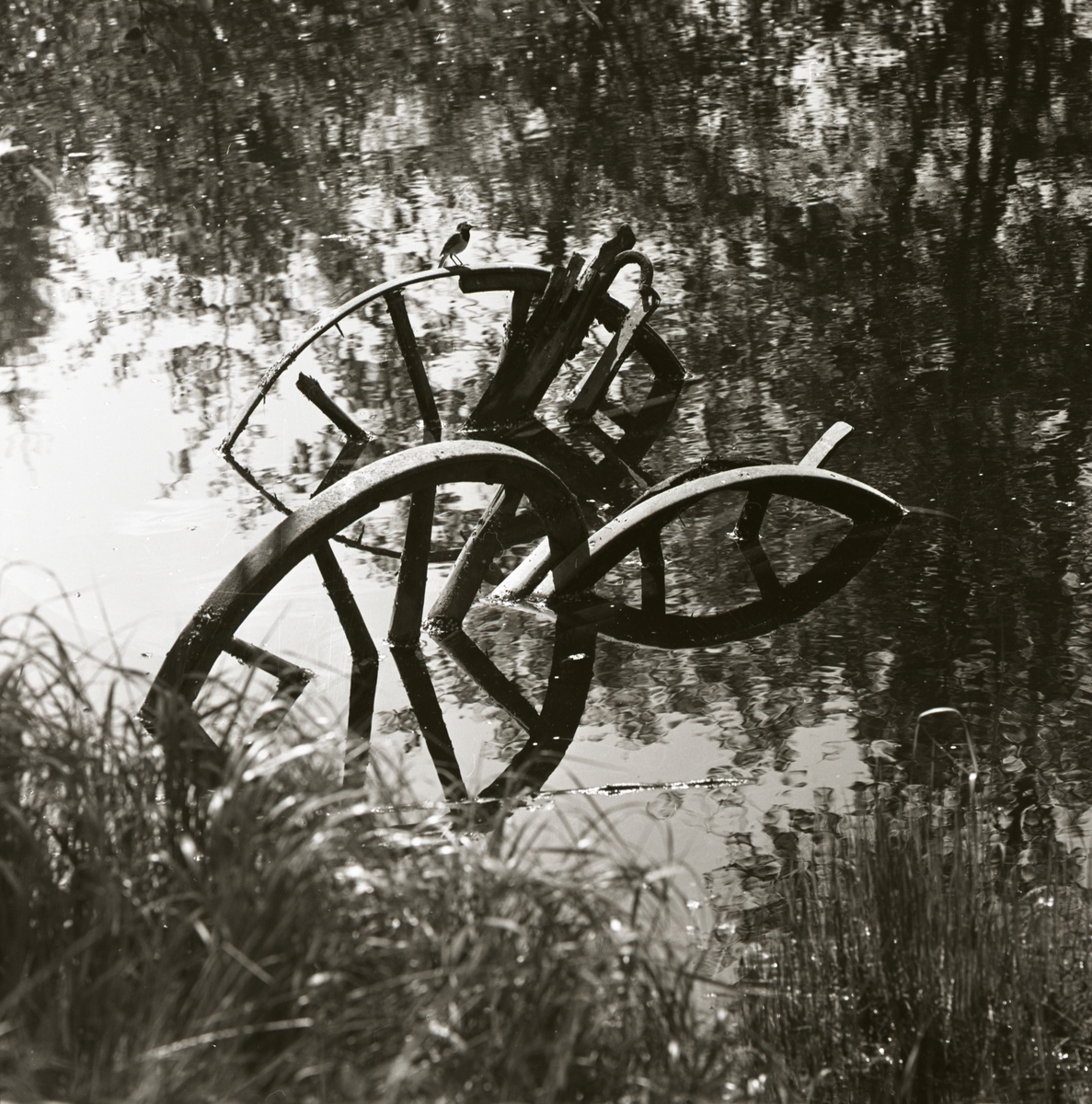 En sädesärla sitter på ett hjul i ett vattendrag, sommaren 1965.
