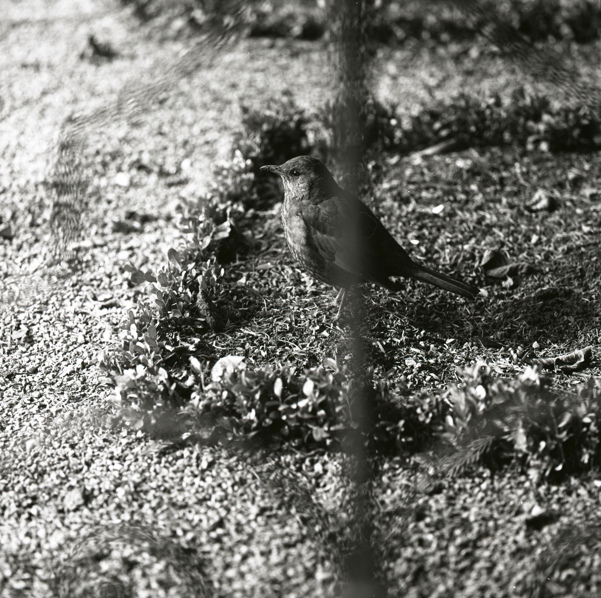 En taltrast bakom en grind i Malmö, 1966.