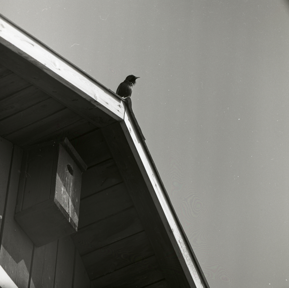 En spelande stare sitter på taknocken, maj 1960.