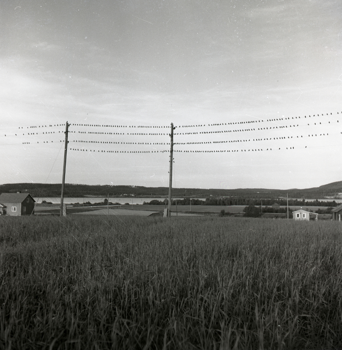 Höstflyttande starar har samlat sig på elledningar i Arbrå, september 1951.