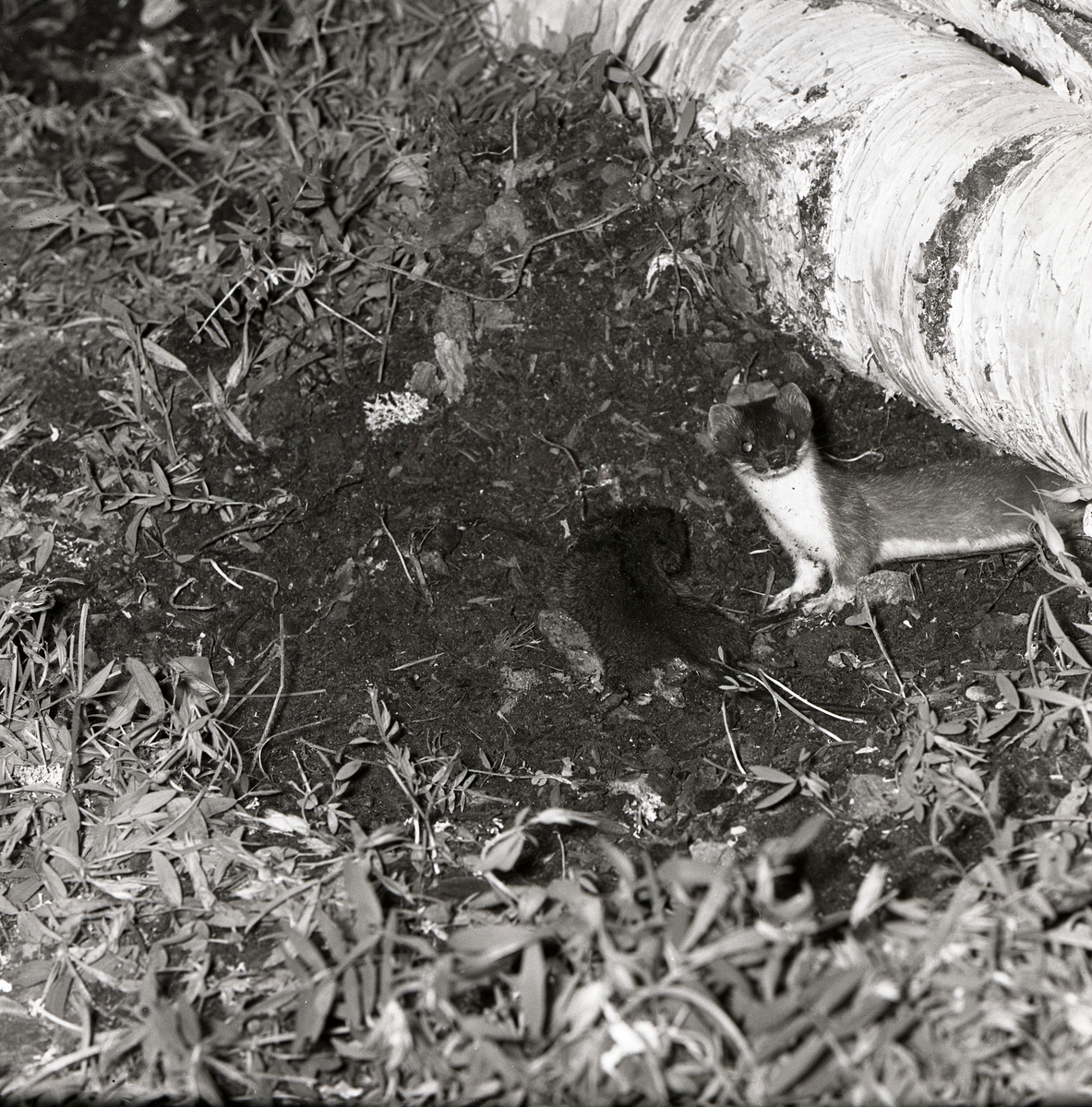 En hermelin med en sork som byte i Löten, 1962.
