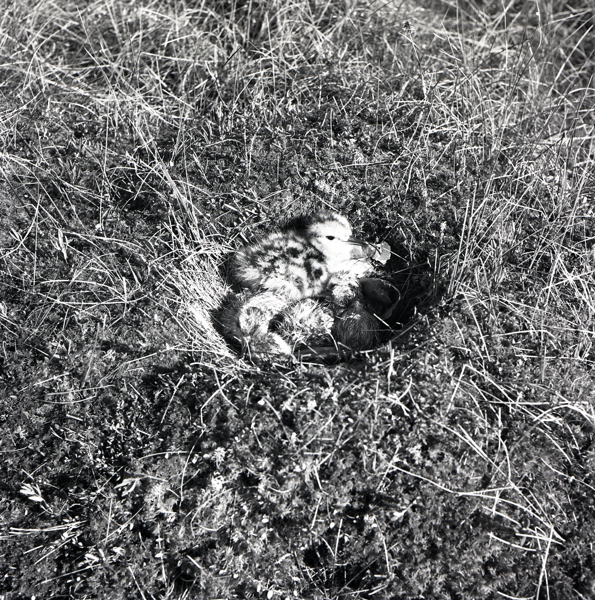 En spovunge ligger i ett fågelbo, juni 1950.
