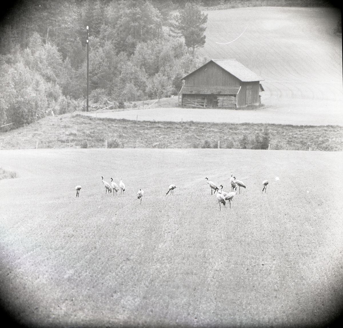 En flock tranor står på en åker framför en lada vid gården Sunnanåker, juni 1962.