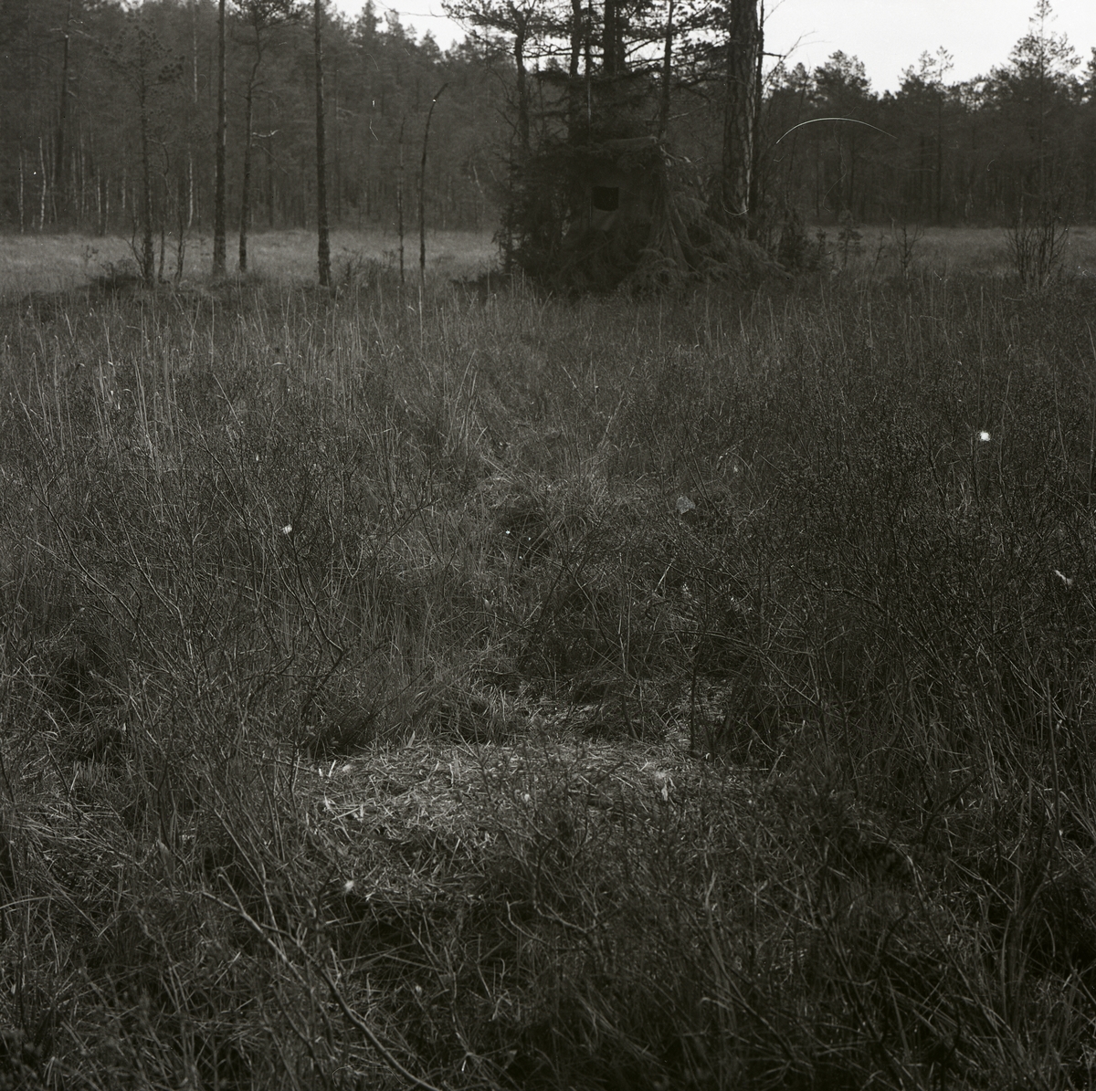 Ett fågelbo framför ett gömsle som används vid fågelskådning, Själstuga 24 maj 1965.