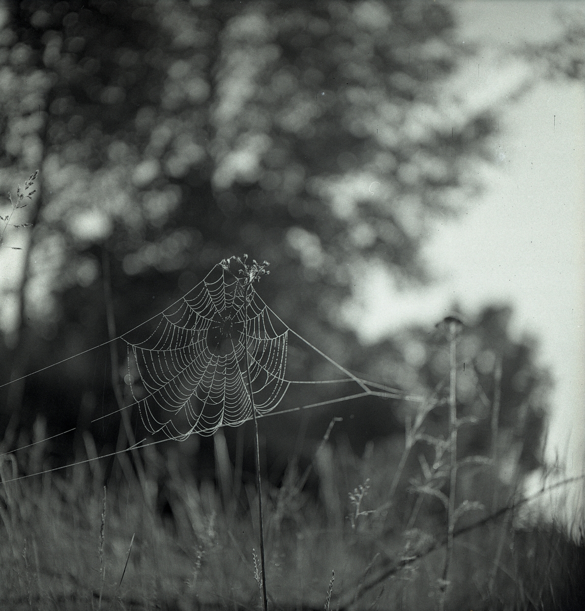 Spindelnät vid ån, juni 1947.