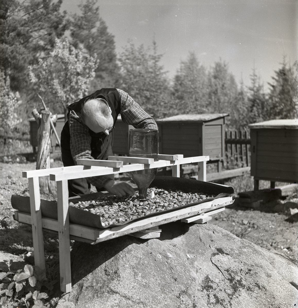Bigård i Bollnäs, maj 1950. Man justerar inställningen på bevattningsanläggningen.