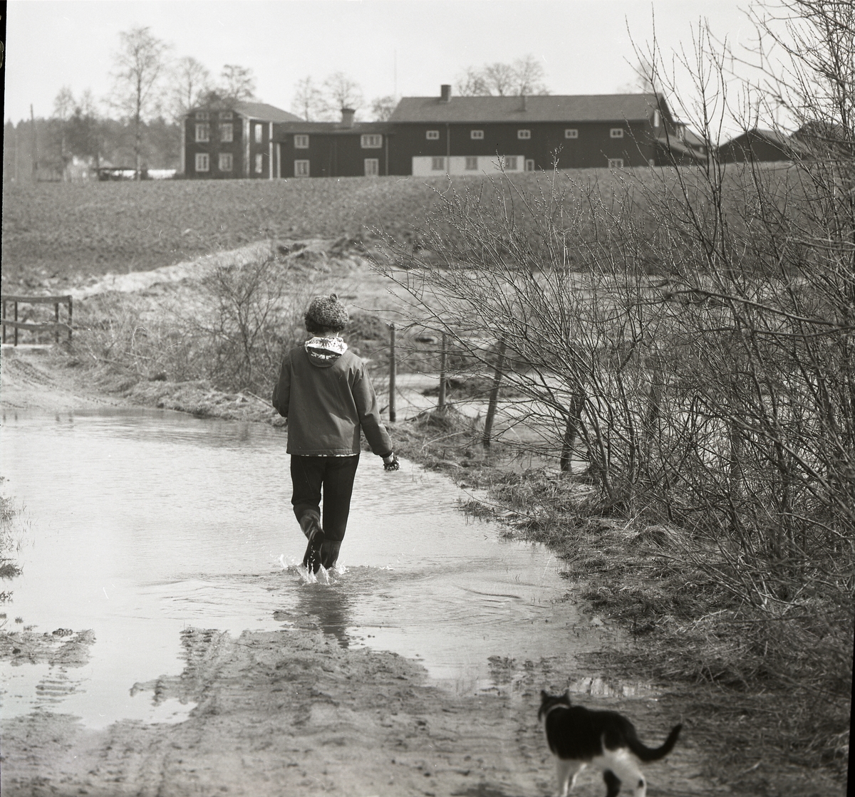 Adéle Mickelsson ute och går med katten på en vattenfylld väg, Sunnanåker våren 1969.