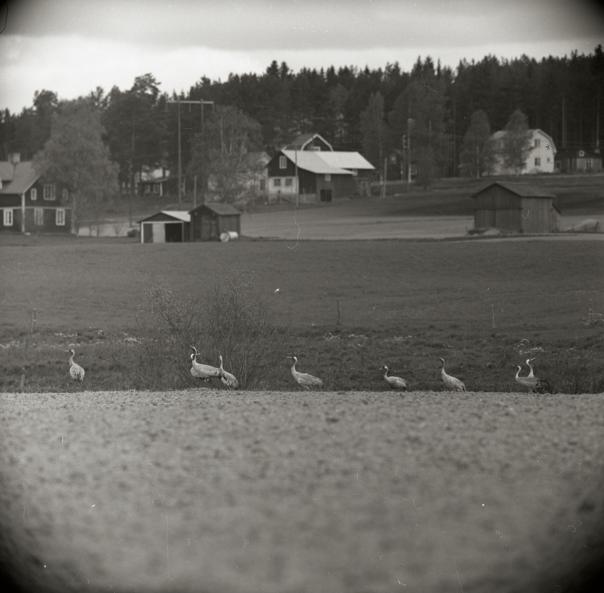 Några tranor står på en åker med gården Broddens i bakgrunden, 31 maj 1966.