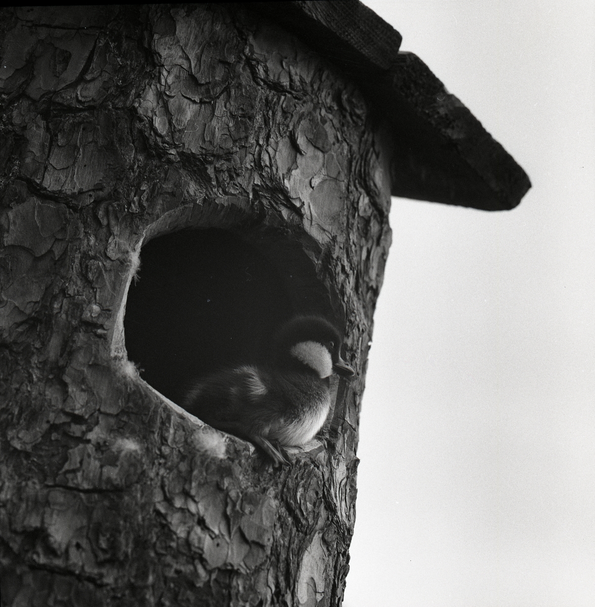 En knipunge kikar ut genom en fågelholksöppning, Skidtjärn den 1 juni 1960.