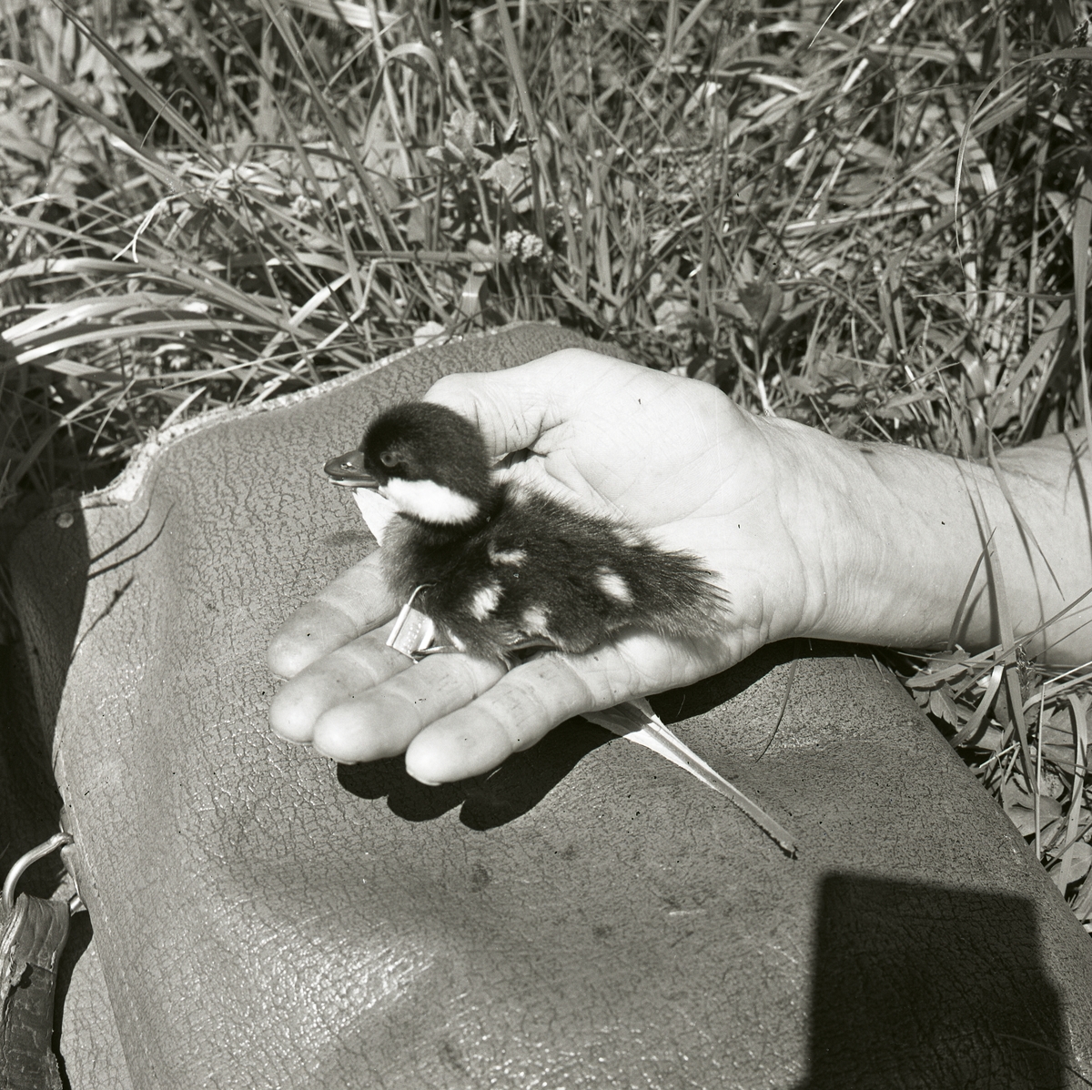 En person håller en ringmärkt knipunge i sin hand, juni 1962. I gräset intill personen ligger en väska.