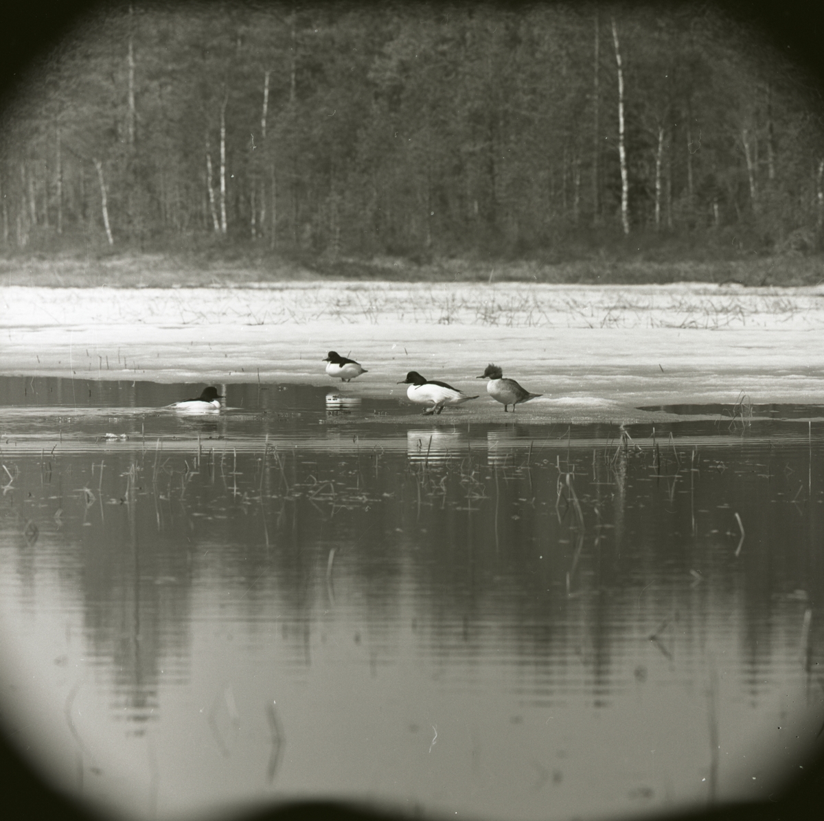 Tre skrakhanar och en hona befinner sig vid Stråsjön, april 1964.