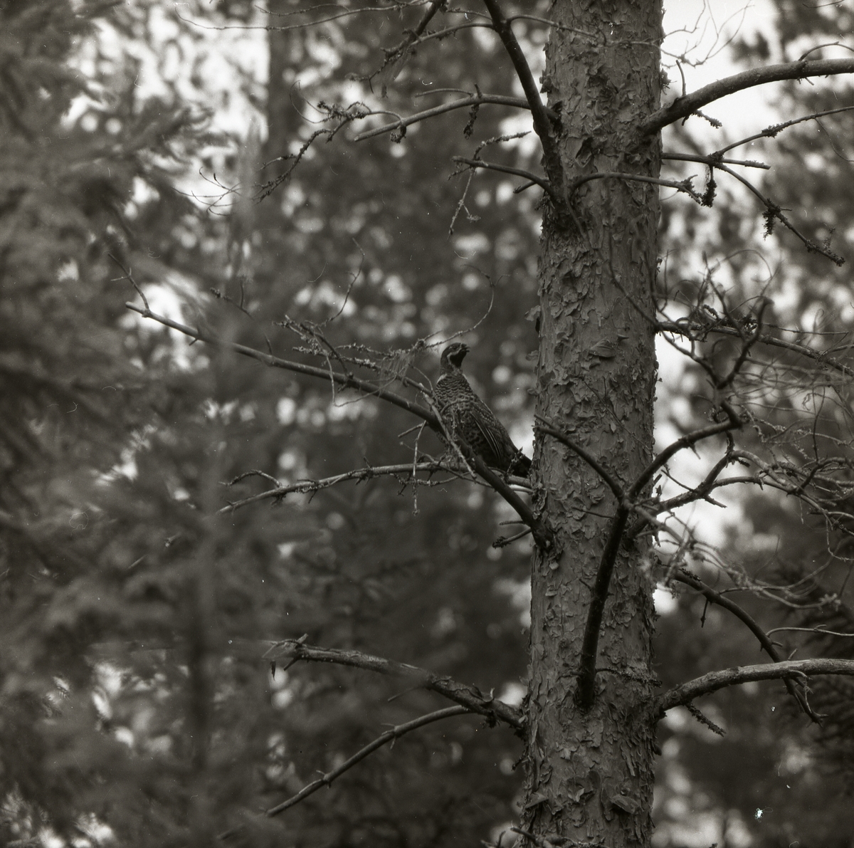 En fågel sitter på en trädgren i skogen.