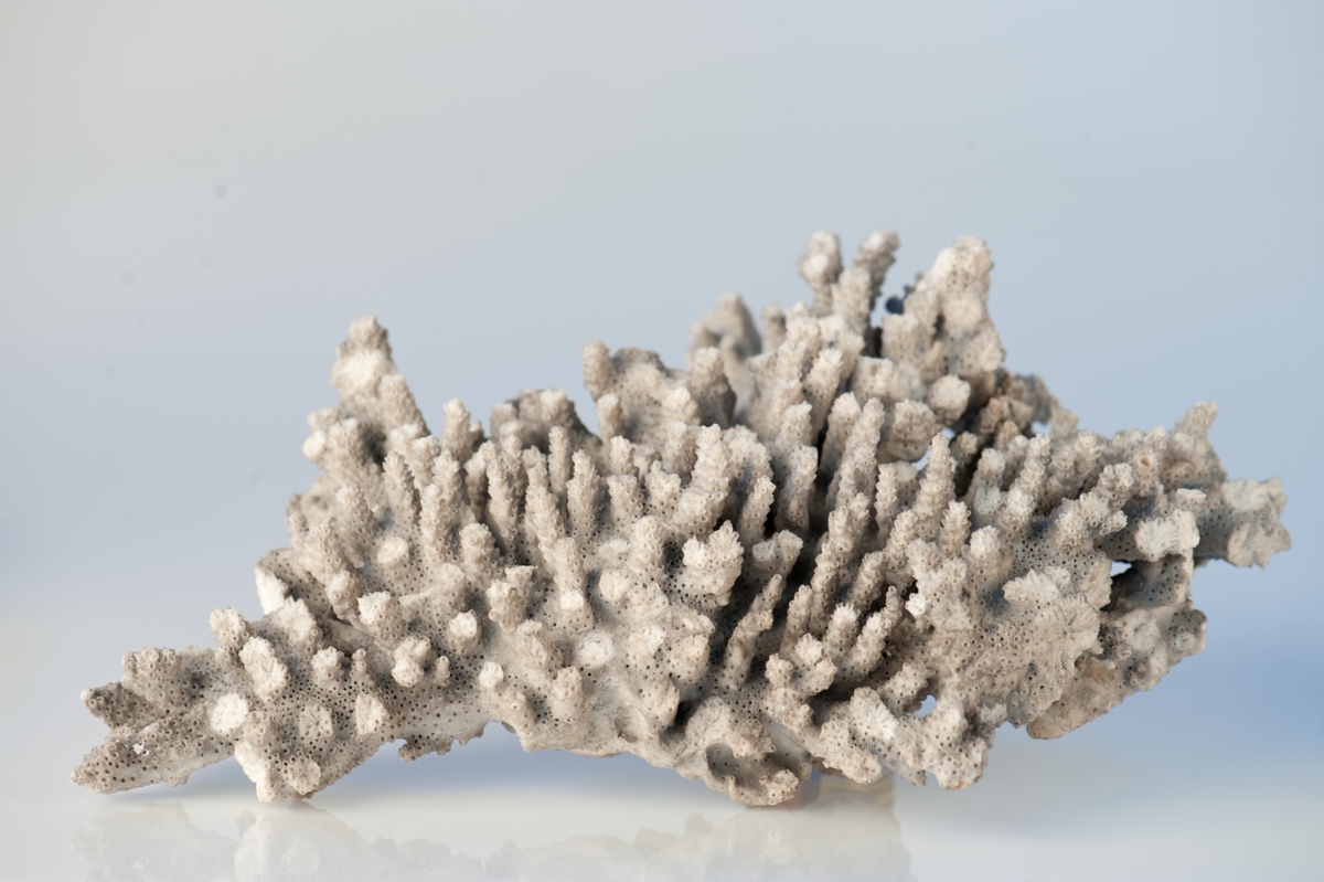 Korall, vit med tätt grenverk med uppstående taggar. Många grenar är avbrutna.