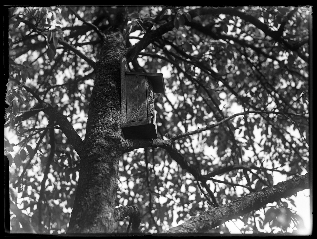 I ett träd sitter en fågelholk med en flugsnappare.