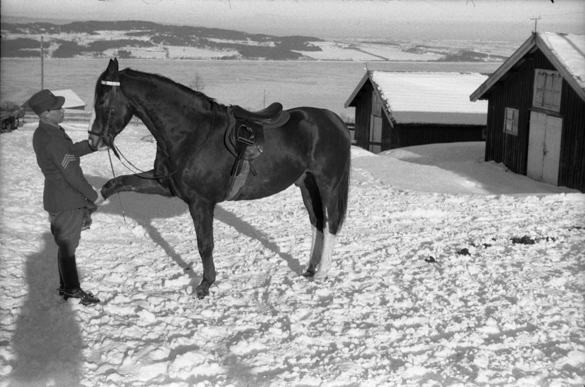 Fra Hærens Hesteskole på Starum vinteren 1955. Uidentifisert befal med sersjants grad som mønstrer hest. Mjøsa og Helgøya i bakgrunnen.