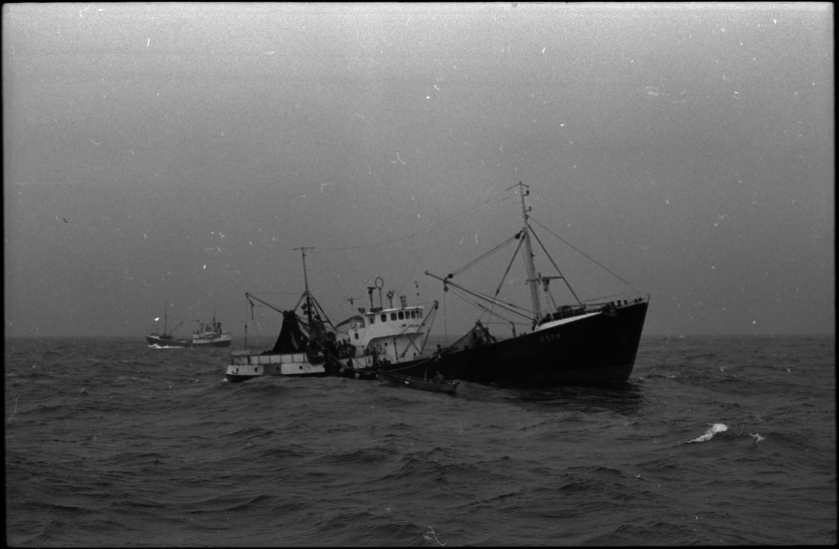 Ringnotsnurper Rubens på makrellfiske vest av Utsira. Loddebåten i forgrunnen.