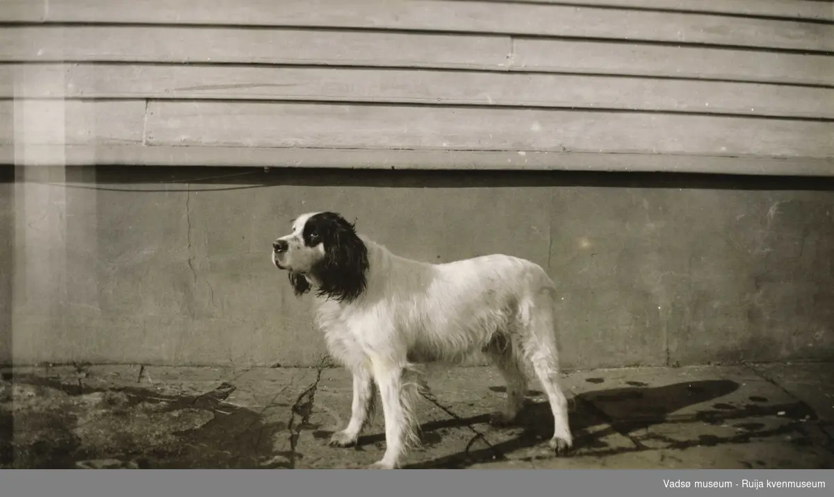 Hunden Rex på steinhellene foran Esbensengården i 1934.
