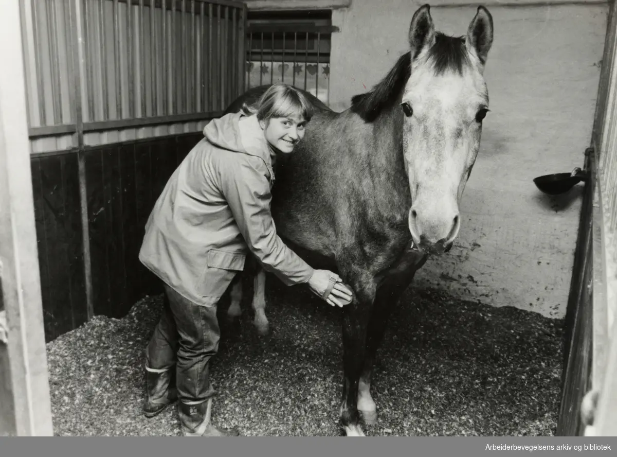 Ellingsrudåsen Ridesenter. Cecilie Kilde pusser og strigler hestene. November 1982