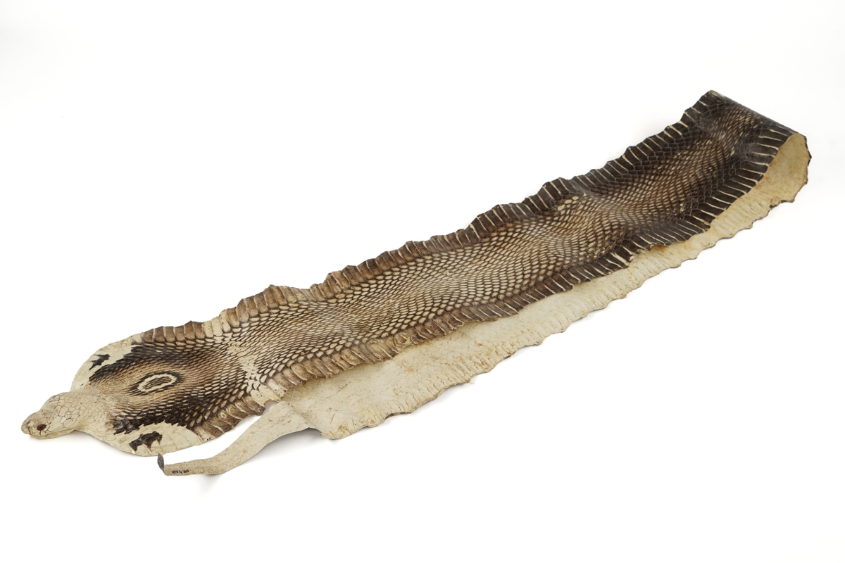 1 stk. slangeskinn, antatt Monokelkobra (Naja kaouthia)