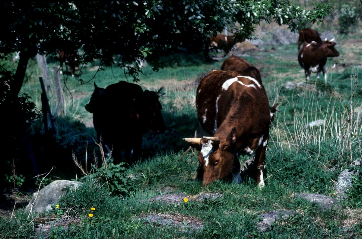Betande kor, Mossbo, Tierps socken, Uppland 1981 - 1982