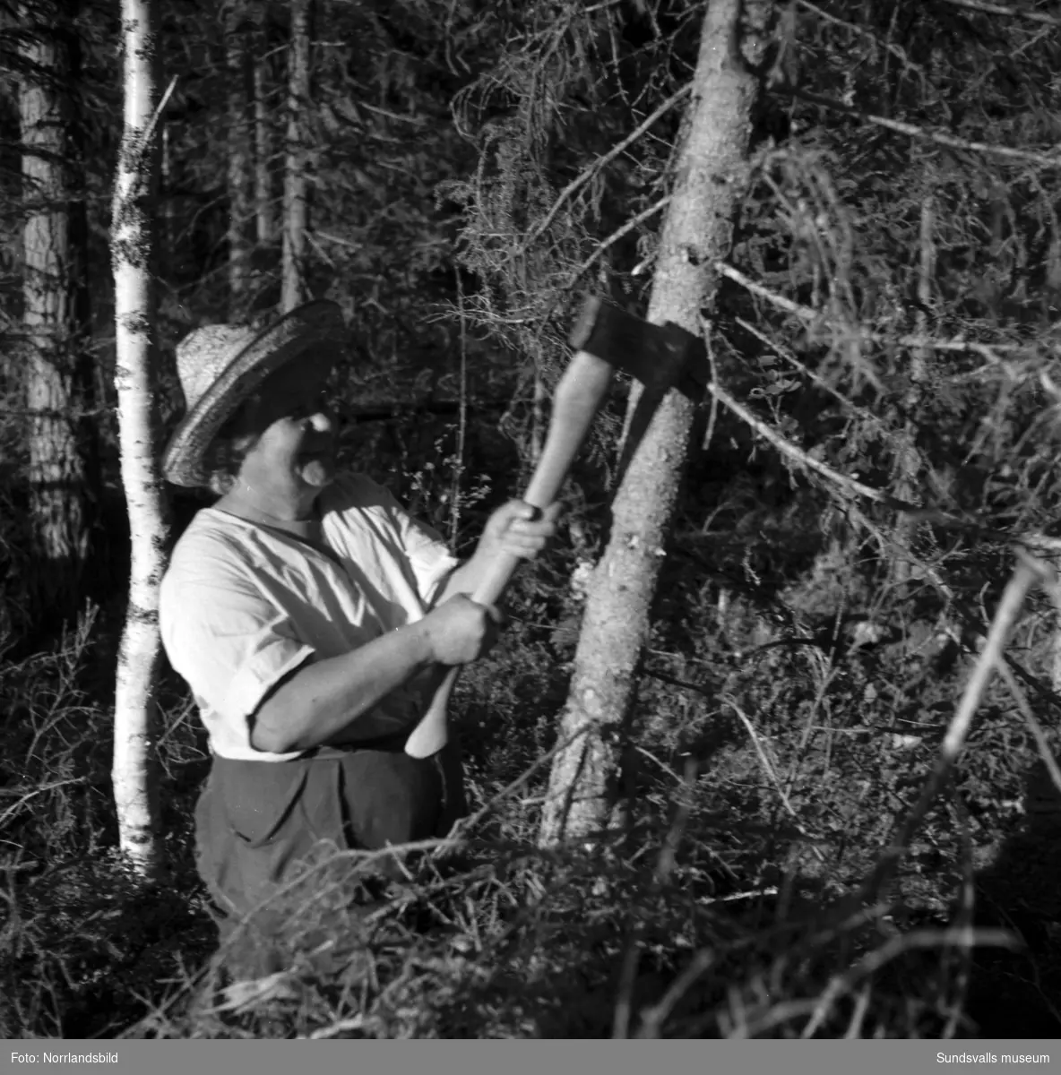 Skogsarbetande fru i Johannisberg, Ljungaverk.