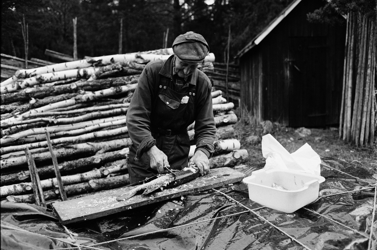 Lantbrukare Arvid Mattsson rensar fisk, Lönnholmen, Gräsö, Uppland 1994 - 1995