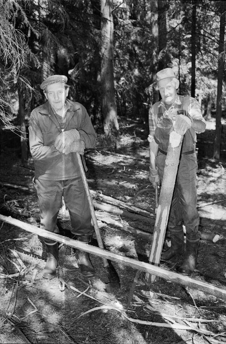 Lantbrukare Birger och Arvid Mattsson arbetar i skogen, Lönnholmen, Gräsö, Uppland 1994 - 1995