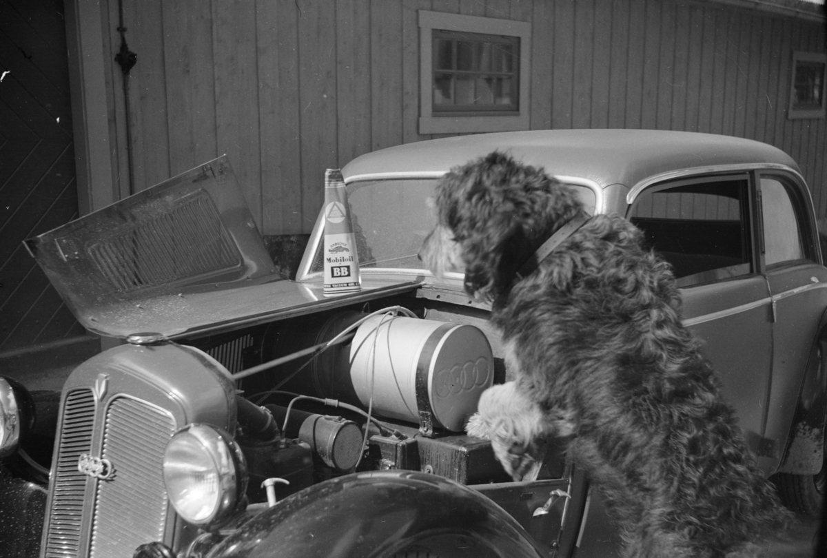 DKW personbil med interessert hund Max II