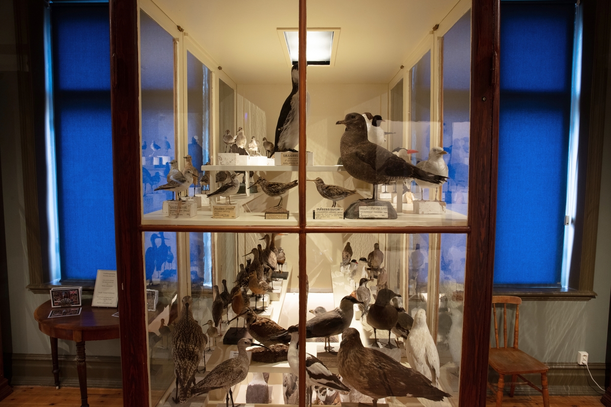 Vänersborgs museum. Nordiska djursalen, fågelmonter C