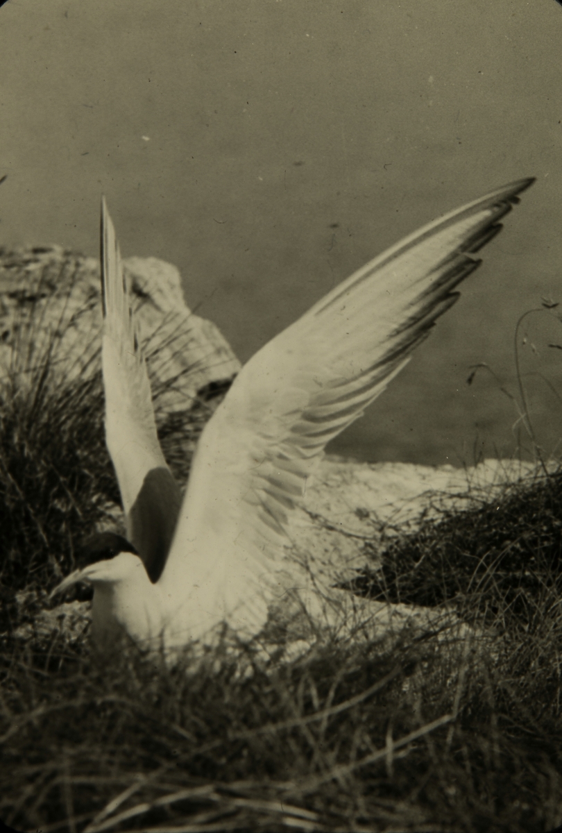 Fugl på kysten, 1956